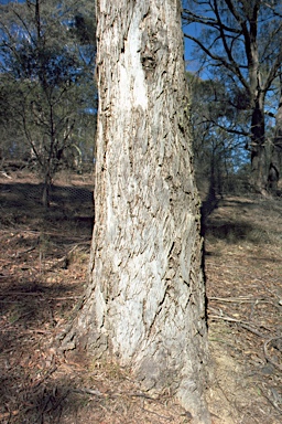 APII jpeg image of Eucalyptus kartzoffiana  © contact APII