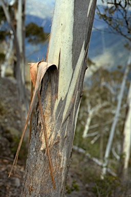 APII jpeg image of Eucalyptus olsenii  © contact APII