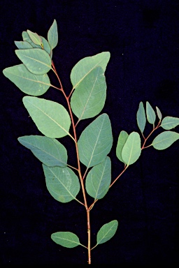 APII jpeg image of Eucalyptus albopurpurea  © contact APII