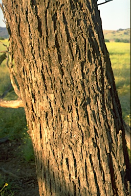 APII jpeg image of Eucalyptus aggregata  © contact APII