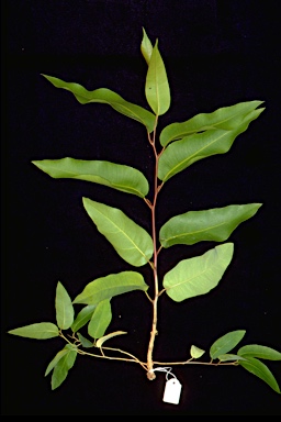 APII jpeg image of Corymbia maculata  © contact APII