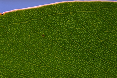 APII jpeg image of Eucalyptus capitellata  © contact APII