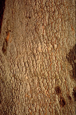 APII jpeg image of Eucalyptus punctata  © contact APII