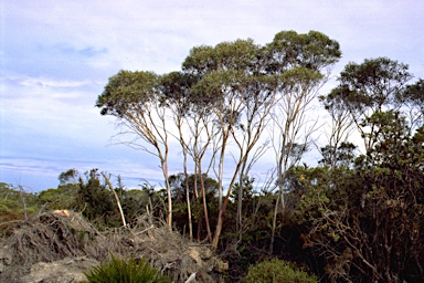 APII jpeg image of Eucalyptus kybeanensis  © contact APII