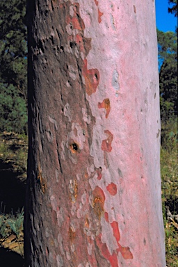 APII jpeg image of Angophora Angophora subsp. euryphylla  © contact APII