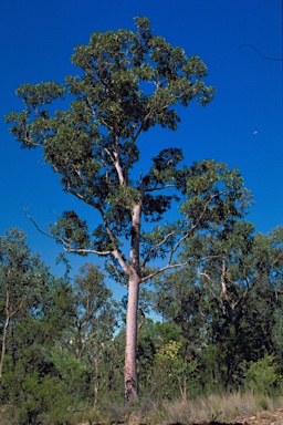 APII jpeg image of Angophora Angophora subsp. euryphylla  © contact APII