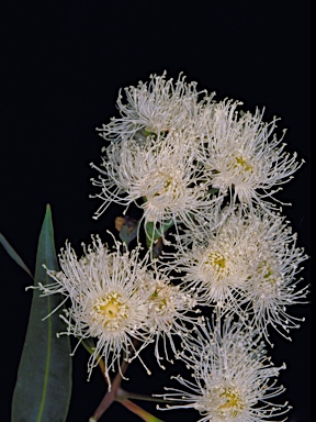 APII jpeg image of Angophora inopina  © contact APII