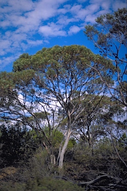 APII jpeg image of Eucalyptus arborella  © contact APII