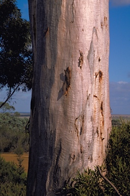 APII jpeg image of Eucalyptus falcata  © contact APII