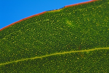 APII jpeg image of Eucalyptus astringens subsp. oligocorma  © contact APII