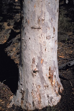 APII jpeg image of Eucalyptus accedens  © contact APII