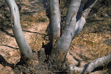 APII jpeg image of Eucalyptus blaxellii  © contact APII