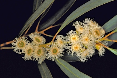 APII jpeg image of Eucalyptus brevipes  © contact APII