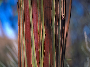 APII jpeg image of Eucalyptus caesia  © contact APII