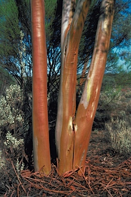 APII jpeg image of Eucalyptus campaspe  © contact APII