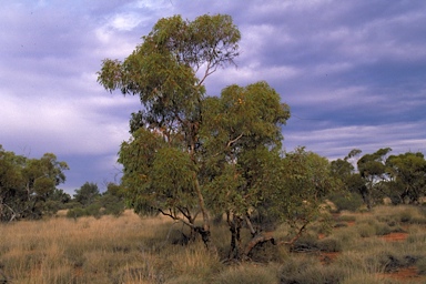 APII jpeg image of Eucalyptus canescens subsp. beadellii  © contact APII