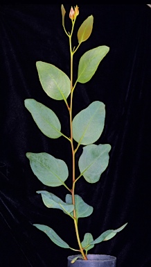 APII jpeg image of Eucalyptus ceratocorys  © contact APII