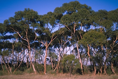 APII jpeg image of Eucalyptus cladocalyx  © contact APII