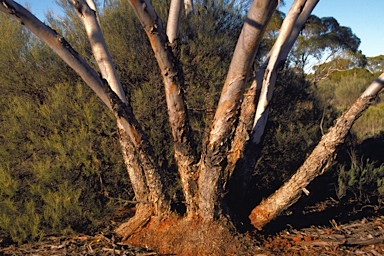 APII jpeg image of Eucalyptus concinna  © contact APII