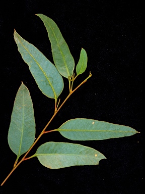 APII jpeg image of Eucalyptus concinna  © contact APII