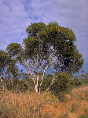 APII jpeg image of Eucalyptus cooperiana  © contact APII