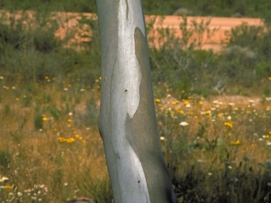 APII jpeg image of Eucalyptus cuprea  © contact APII