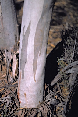 APII jpeg image of Eucalyptus cylindrocarpa  © contact APII