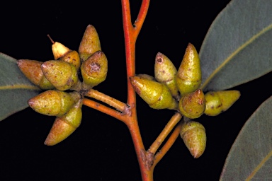 APII jpeg image of Eucalyptus decipiens  © contact APII