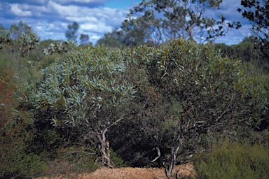 APII jpeg image of Eucalyptus densa subsp. improcera  © contact APII