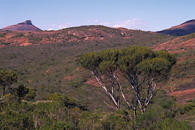 APII jpeg image of Eucalyptus doratoxylon  © contact APII