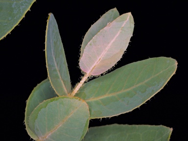 APII jpeg image of Eucalyptus eudesmioides  © contact APII