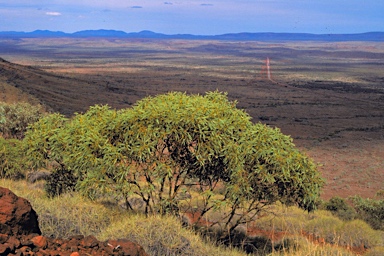 APII jpeg image of Eucalyptus ewartiana  © contact APII