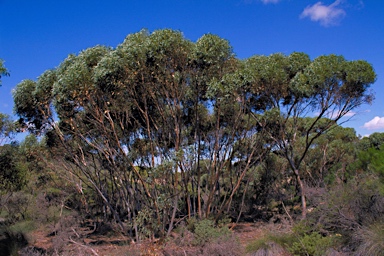 APII jpeg image of Eucalyptus falcata  © contact APII