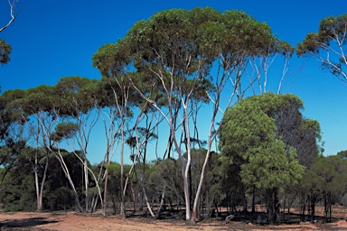 APII jpeg image of Eucalyptus flocktoniae subsp. flocktoniae  © contact APII