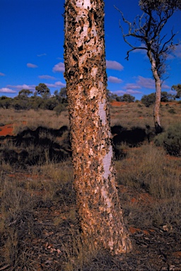 APII jpeg image of Eucalyptus gongylocarpa  © contact APII