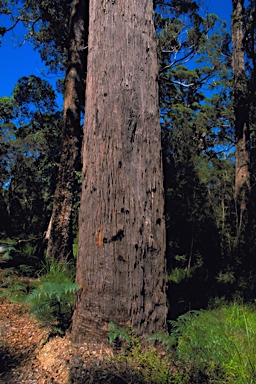 APII jpeg image of Eucalyptus guilfoylei  © contact APII