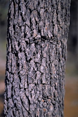 APII jpeg image of Corymbia haematoxylon  © contact APII