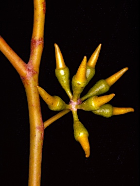 APII jpeg image of Eucalyptus hebetifolia  © contact APII