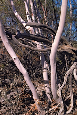 APII jpeg image of Eucalyptus leptopoda subsp. elevata  © contact APII