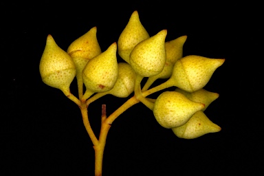 APII jpeg image of Eucalyptus leptopoda subsp. elevata  © contact APII