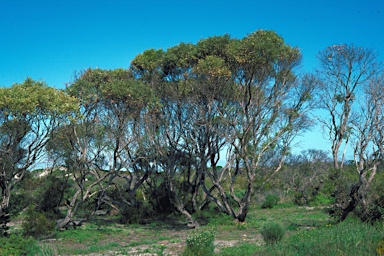 APII jpeg image of Eucalyptus litorea  © contact APII