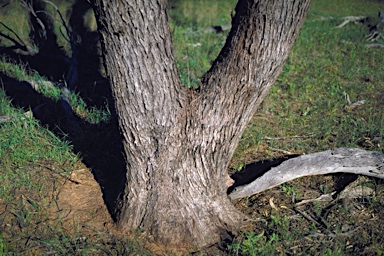 APII jpeg image of Eucalyptus loxophleba subsp. loxophleba  © contact APII