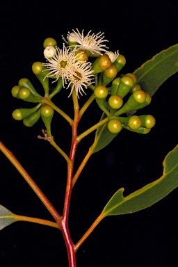 APII jpeg image of Eucalyptus loxophleba subsp. supralaevis  © contact APII