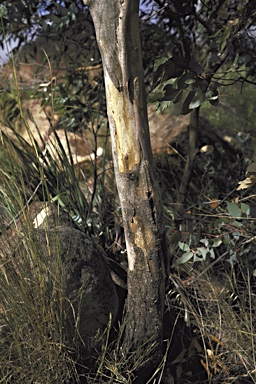 APII jpeg image of Eucalyptus goniocalyx subsp. exposa  © contact APII