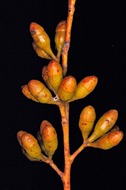 APII jpeg image of Eucalyptus oleosa subsp. cylindroidea  © contact APII