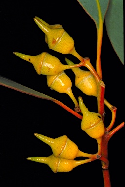 APII jpeg image of Eucalyptus optima  © contact APII