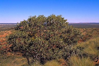 APII jpeg image of Eucalyptus orbifolia  © contact APII