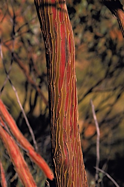 APII jpeg image of Eucalyptus orbifolia  © contact APII