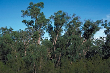 APII jpeg image of Eucalyptus patens  © contact APII