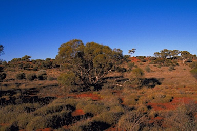 APII jpeg image of Eucalyptus eremicola subsp. peeneri  © contact APII